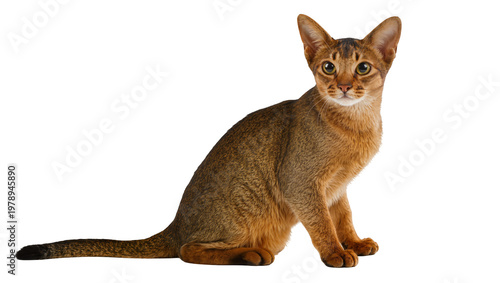 Photos Isolated beautiful Abyssinian cat sitting elegantly, looking directly at camera