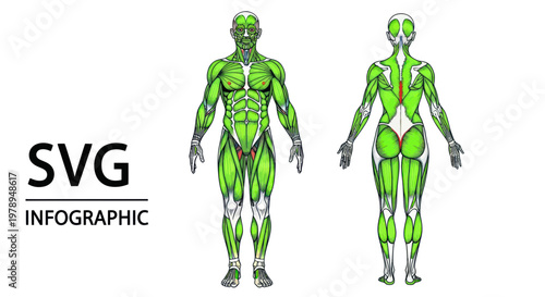 Human Anatomy Muscle System Infographic - Front and Back View