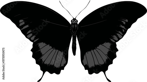 Black butterfly illustration with open wings isolated on white background