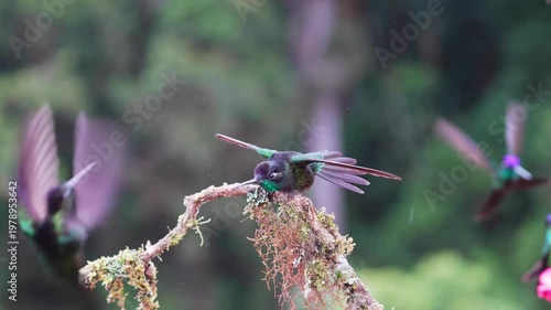 Vibrant Talamanca Hummingbirds Engaged in a Fierce Fight in the Rain in Stunning Slow Motion