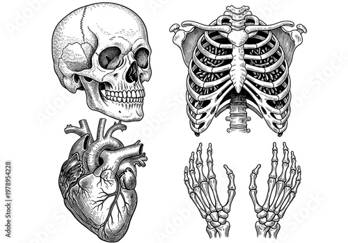 Detailed Vintage Human Anatomy Engravings: Skull, Rib Cage, Heart, and Hands