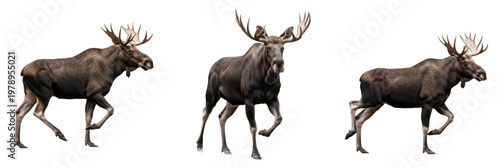 Foto Large Bull Moose Walking Isolated On White Background