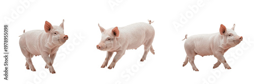 Billede på lærred Cute Pink Piglet Set Isolated On White Background Running Jumping PNG Transparen
