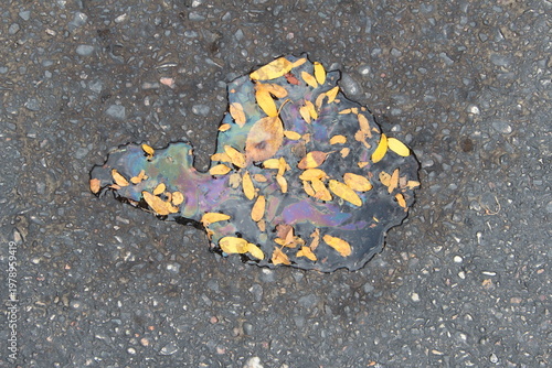 yellow leaf on asphalt