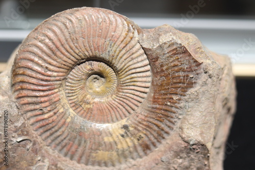 Close up of ammonite and snail fossil on a stone. Fossil background. Geology and archeology science and fossil. Textured fossil with pattern and trace. Fossil formation from France.