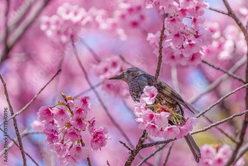 満開の陽光桜とヒヨドリ 日本の春を象徴する鮮やかな風景