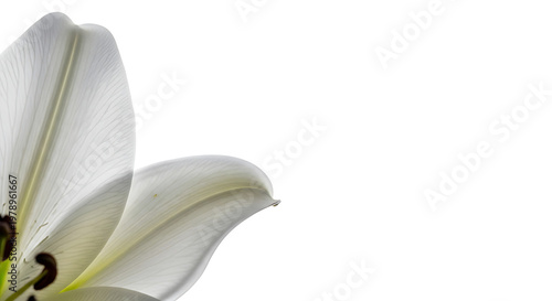 Elegant White Lily Bloom