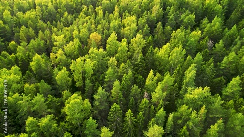 Forest, Pine Trees, Aerial View, Drone, 4K Video, Texture, Green, Nature, Background, Woods, Coniferous, Wilderness, Environment, Summer, Northern Russia, Leningrad Region, Karelia, Flying Forward, La