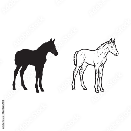 Black and white foal illustrations isolated on white background