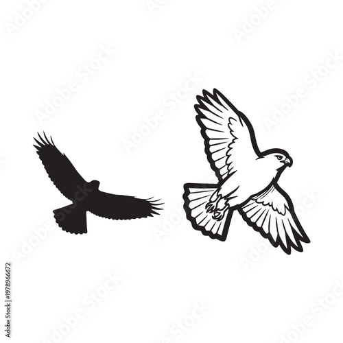 Two birds in flight isolated on white background