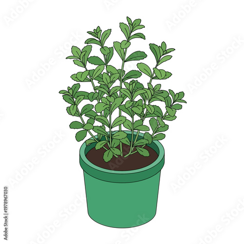 a green plant in a pot.