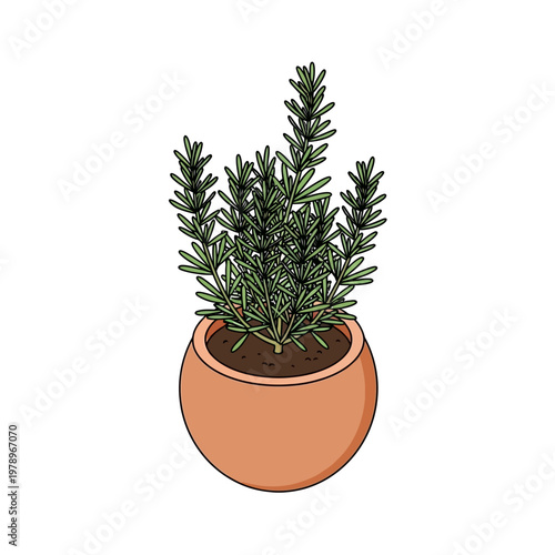 A potted rosemary plant on white background.
