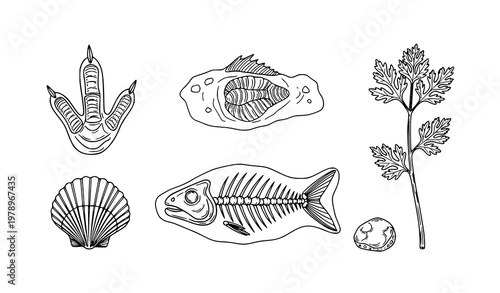 Hand-drawn fossil dig set vector illustration with dinosaur, sea animals, and ancient plants