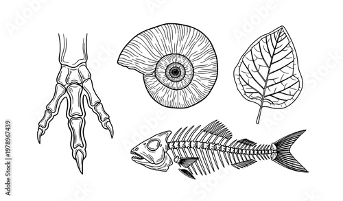 Prehistoric fossil collection vector illustration with dinosaur, fish, plant, and shells