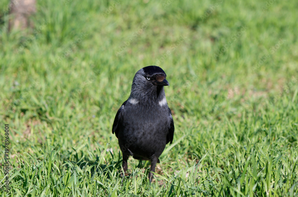 Fototapeta premium jackdaw in the green grass