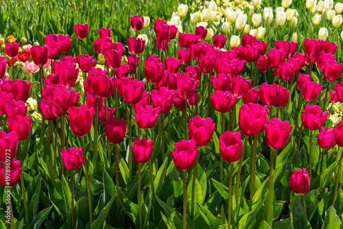 Tulpenbeete im Kölner Rheinpark 