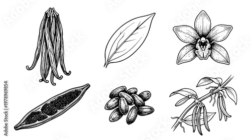 Detailed vanilla plant parts illustration including flower and beans