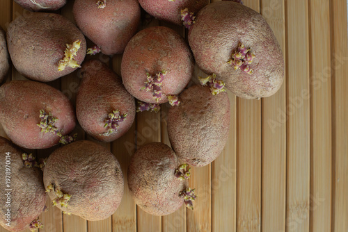 Photos Sprouting red potatoes on a wooden background
A close-up, top-down shot of sever
