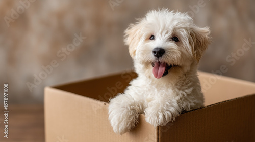 Playful Puppy in Cardboard ...