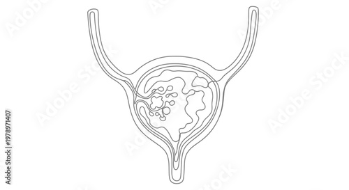 Abstract continuous line art illustration of the human urinary bladder with internal structures depicted in a minimalist, stylized artistic representation