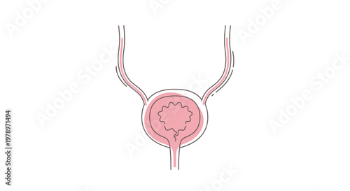 An artistic representation of the human bladder and urinary tract, depicted through clean, continuous line art for medical and educational purposes
