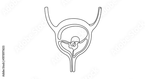 Abstract line art illustration of the human urinary system showing the bladder, kidneys, ureters, and urethra in a clean, minimalistic design