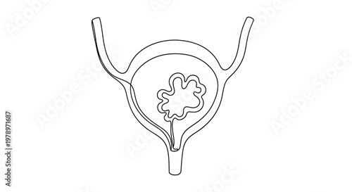 Conceptual outline of the human urinary bladder with a detailed internal anatomical structure shown as a continuous line art illustration
