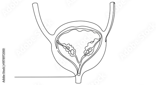 Continuous line drawing of human urinary bladder and urethra, internal anatomy illustration, minimalistic medical art, single line sketch