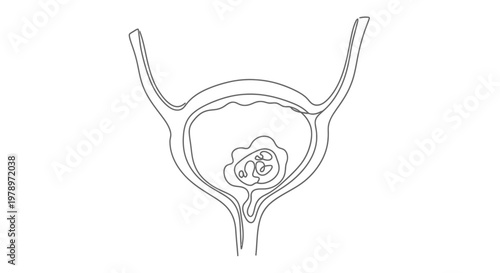 An illustration depicting the female reproductive system including the bladder and a fetus developing within the uterus, outlined in a continuous line art style