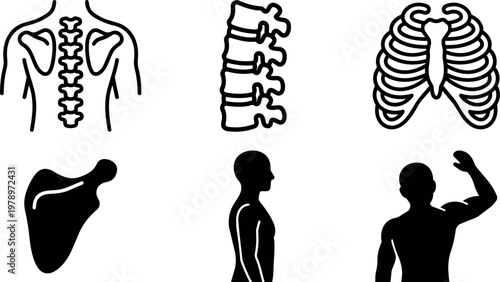Black and white human spine shoulder rib cage silhouette vector art