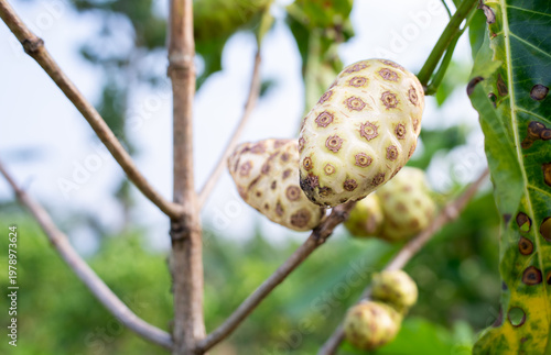Photography Fresh ripe raw noni fruit or Morinda citrifolia hanging on a tree branch