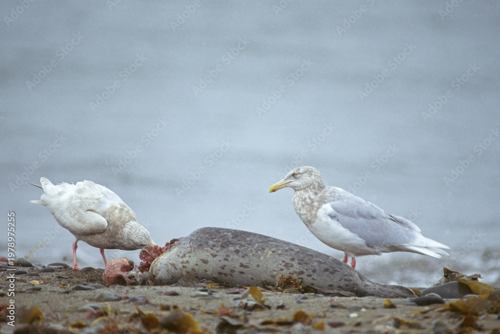 Fototapeta premium アザラシの死体を食べるシロカモメ（北海道・野付半島） 
