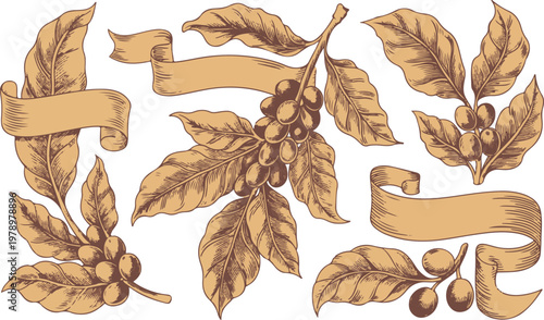 Coffee plant branches with leaves and berries and empty scroll ribbon.
