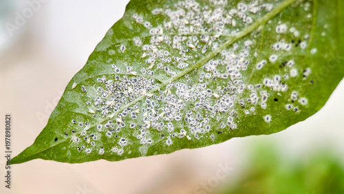 Macro view of small insect pests under leaf surface, agricultural infestation and plant damage concept.