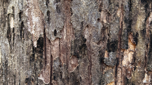 Close up tree bark texture with rough natural wooden surface, organic pattern background.