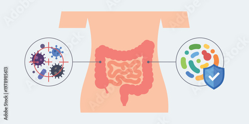 Gut Flora Harmony: An illustration revealing the balance between harmful and beneficial microorganisms within the digestive tract, emphasizing the importance of gut health. 