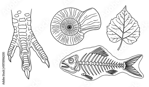 Prehistoric fossil collection vector illustration with dinosaur, fish, plant, and shells