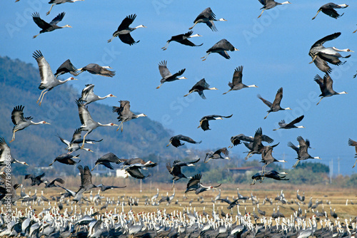 飛び立つツルの群（鹿児島県・出水市）
