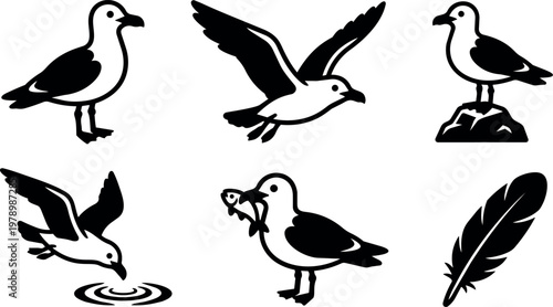 Black and white seagull birds standing flying and feather vector art set