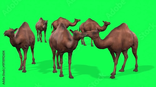 4k herd of camel idle stand loop animation on isolated Green Screen Animal, 3D Realistic one-humped Dromedary camels groups attention standing rendering on the chroma key