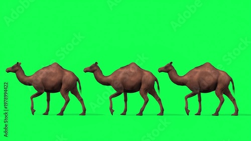 4k three camel train walk cycle loop side view animation on isolated Green Screen, 3D Realistic one-humped Dromedary camel Caravan walk rendering on the chroma key, animation video for your rhymes, st