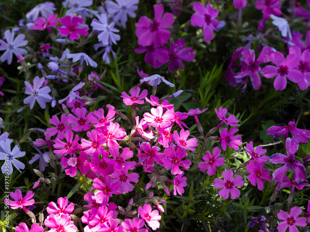 Fototapeta premium 公園に咲いた鮮やかな芝桜