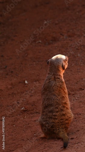 Alert meerkat standing upright on red sand background