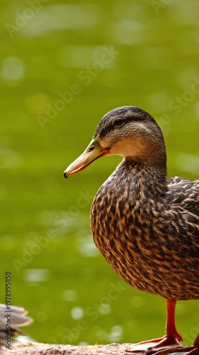 A mallard duck cleaning its plumage near the water