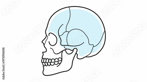 Detailed Lateral View of Human Skull Anatomy.