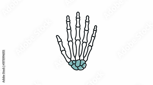 Minimalist Human Hand Skeleton Bones Illustration.