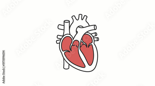 Anatomical illustration of the human heart with chambers highlighted in red.