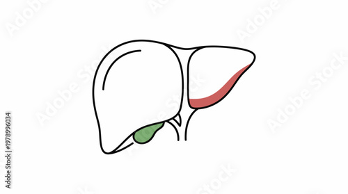 Simplified human liver outline with gallbladder and highlighted lobe.
