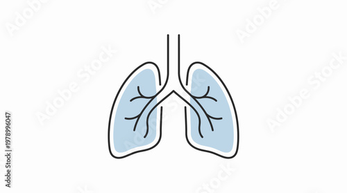 Human Lungs Respiratory System Anatomy Illustration.