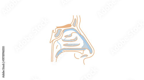 Detailed Sagittal View of Human Nasal Cavity Anatomy.